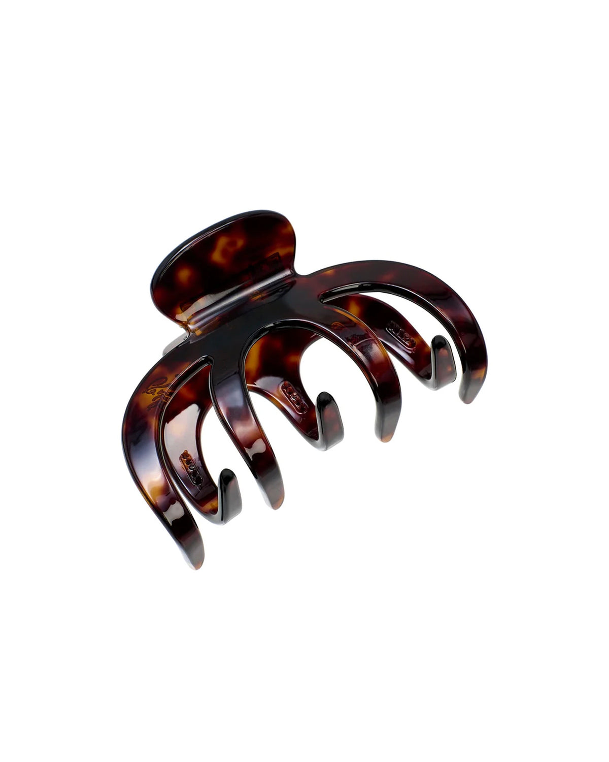 Grand Alberte Claw Turtle