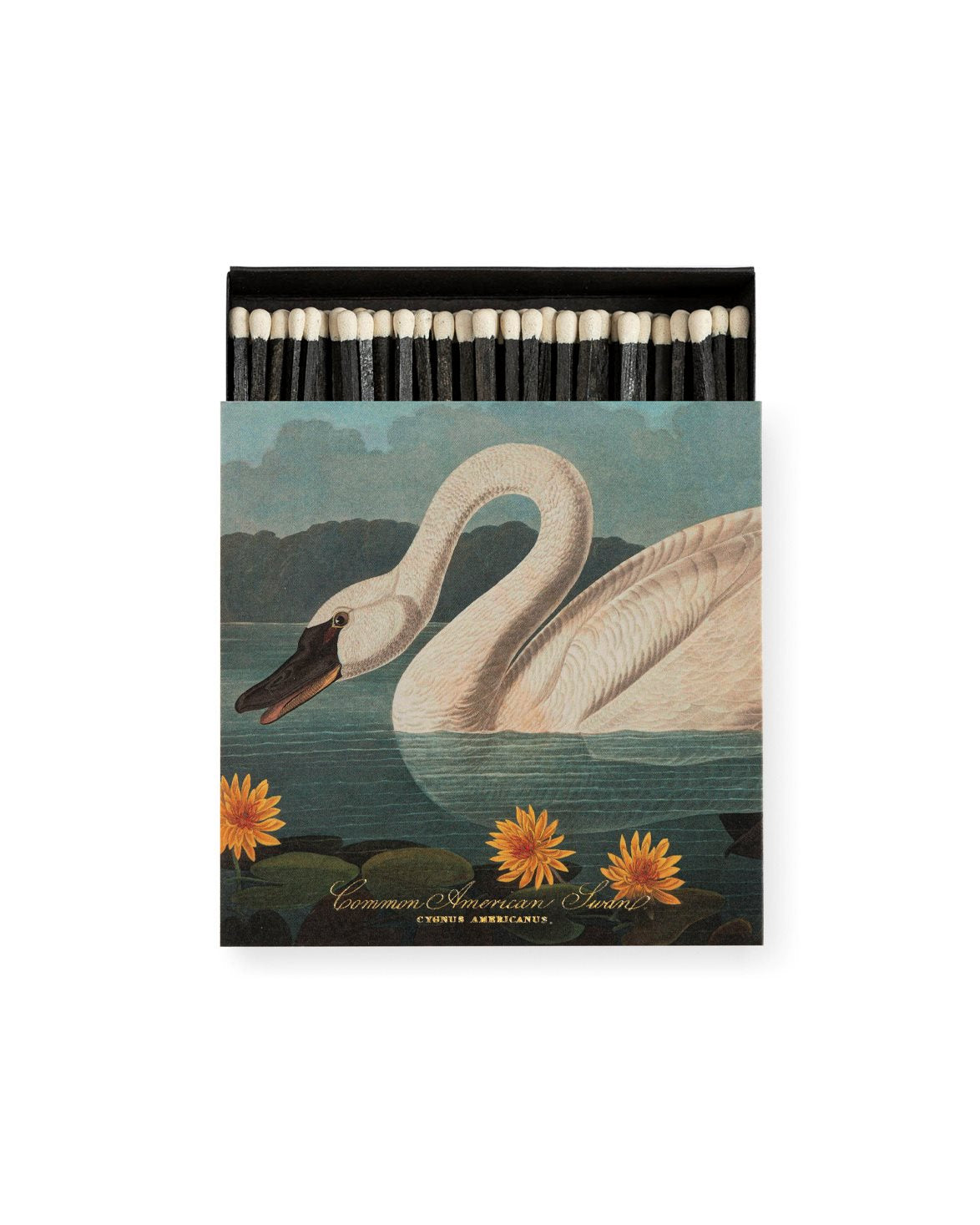 The Common American Swan By Audubon Match Box