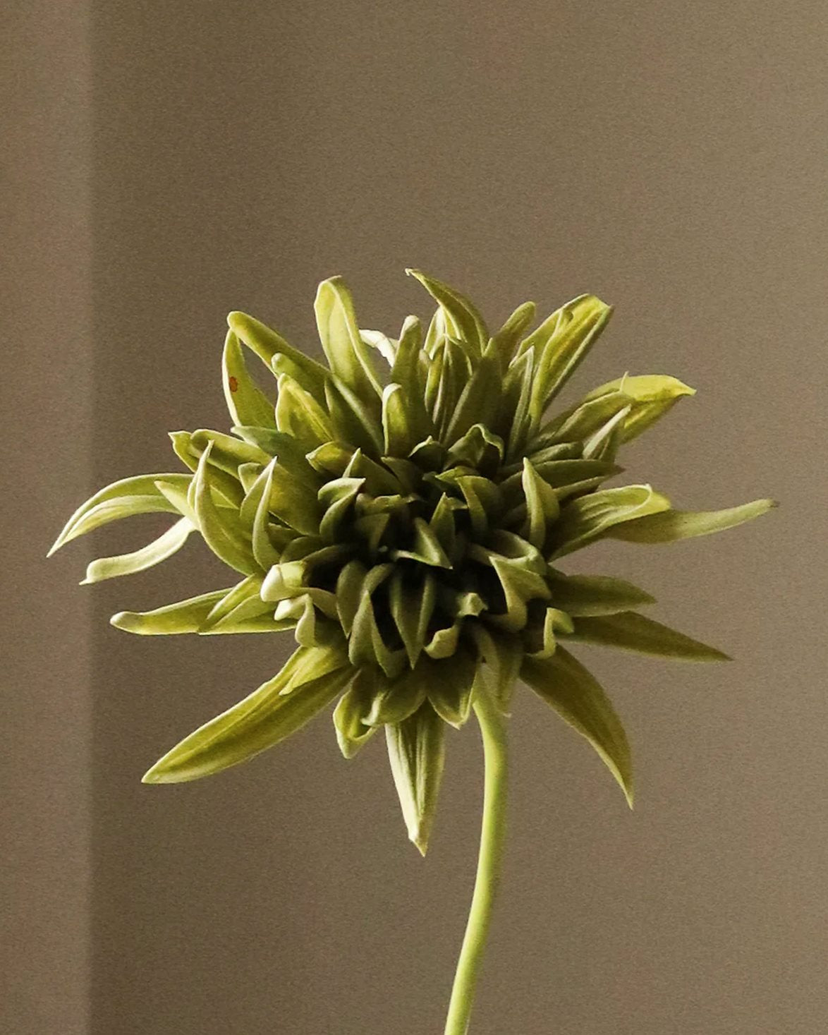 Cactus Dahlia Flower Green
