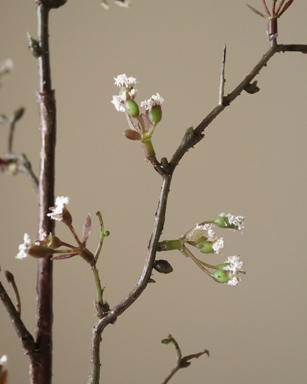 Cherry Blossom Branch White