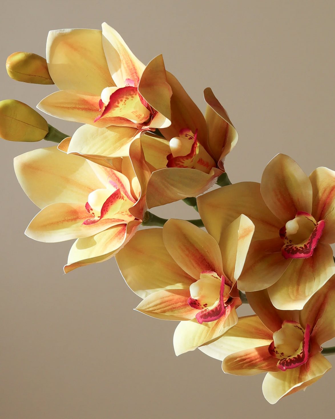 Cymbidium Orchid Flower Green