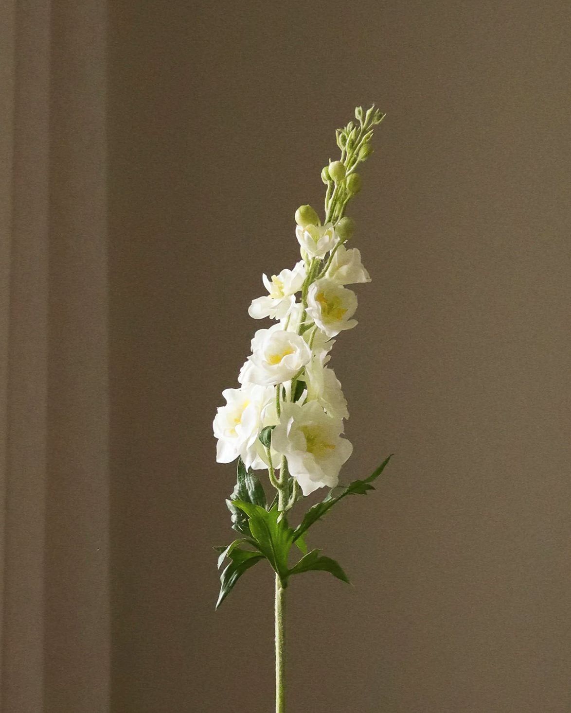 Delphinium Flower White