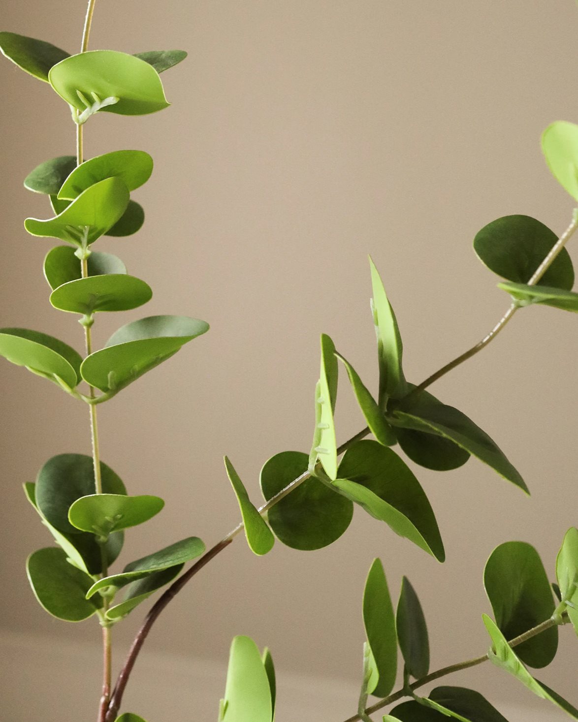 Eucalyptus Three Leaves Green