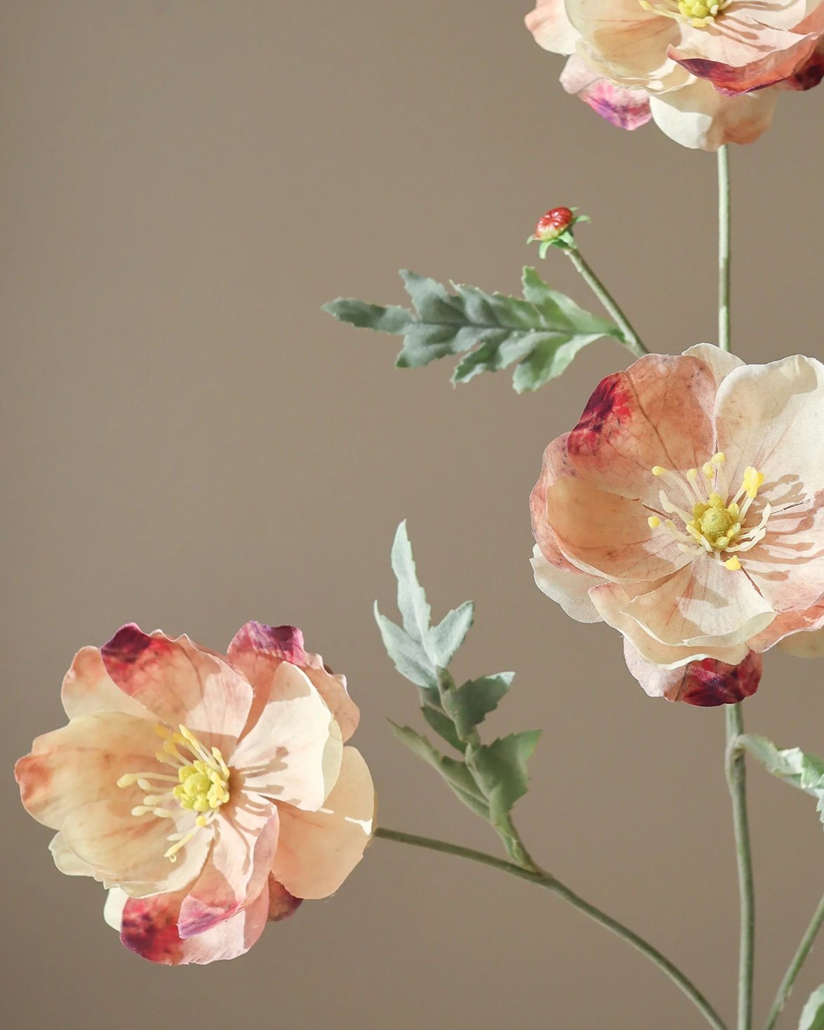 Four Heads Poppy Flower Rose