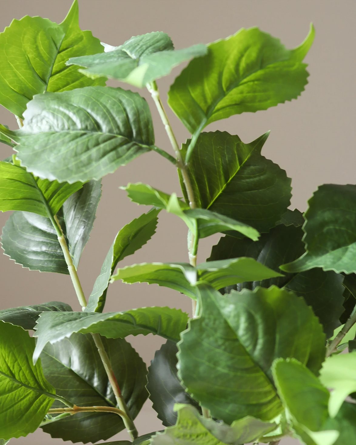 Hydrangea Leaves Green