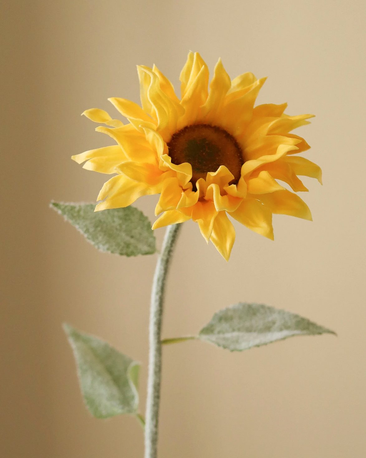 Pacino Sunflower Yellow
