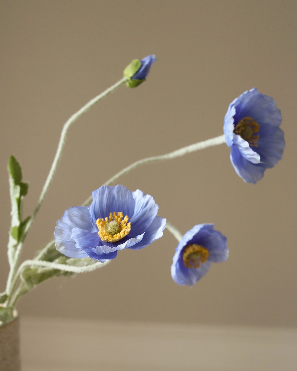 Poppy Flower Blue
