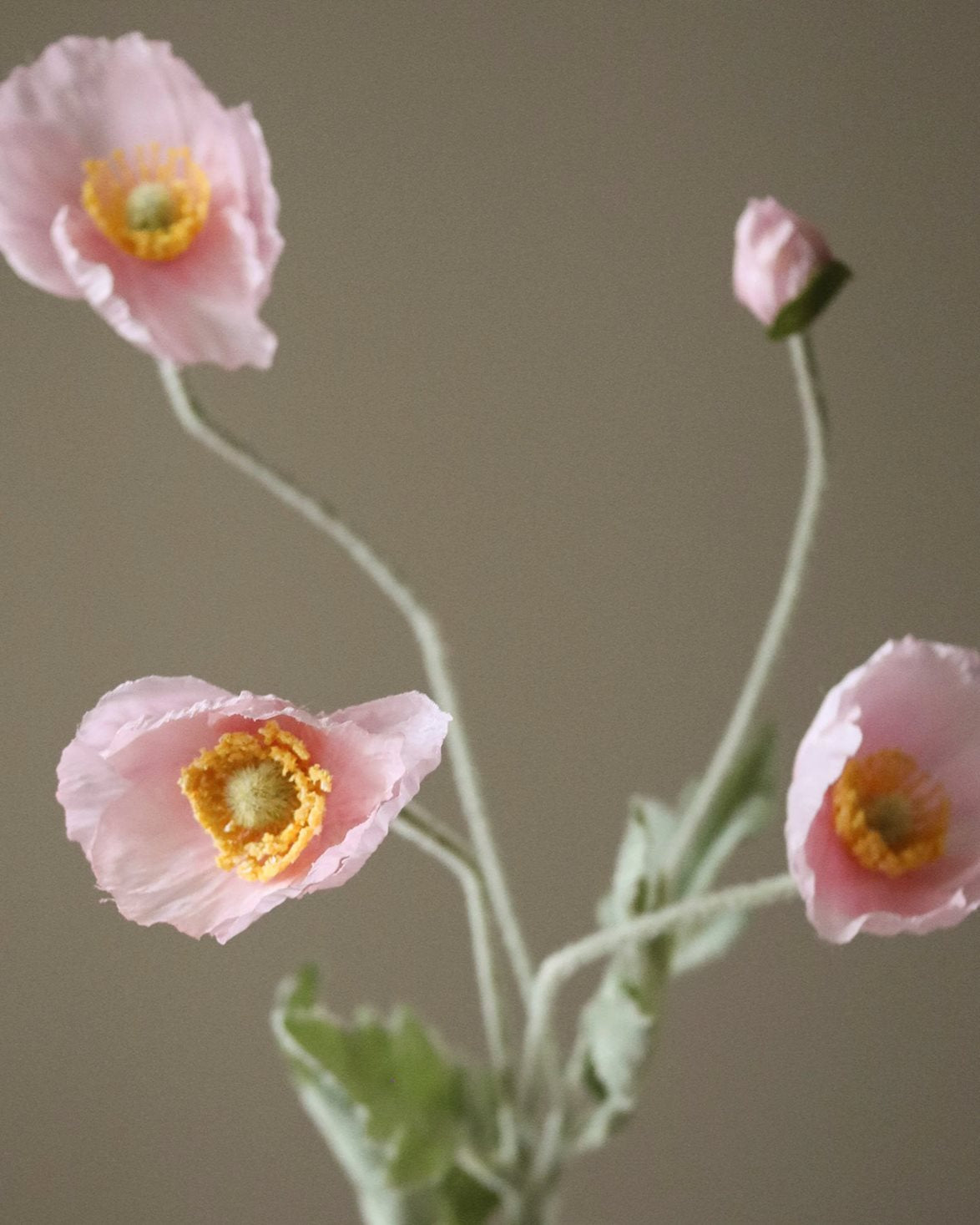 Poppy Flower Light Pink