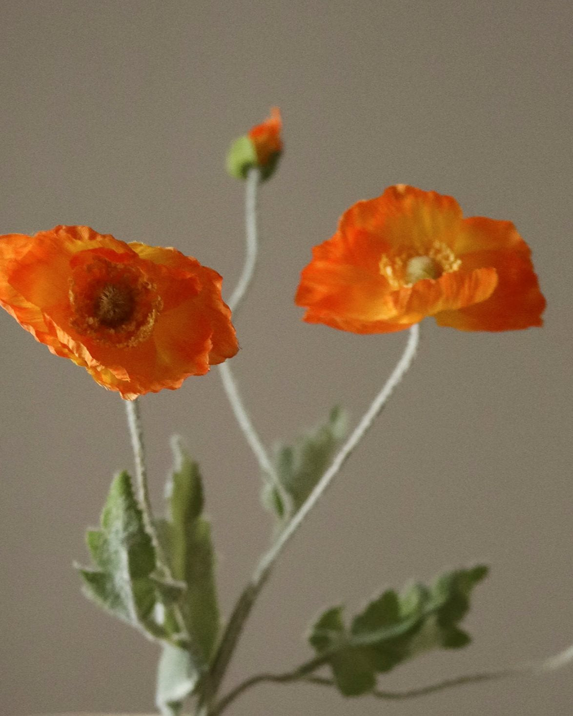 Poppy Flower Orange
