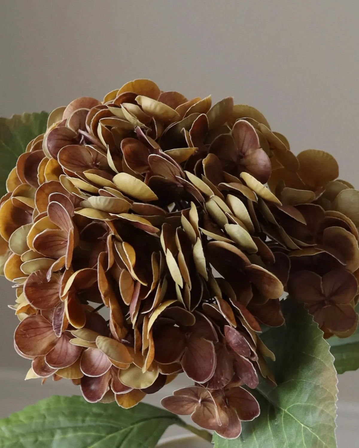 Hydrangea Flower Faded Brown