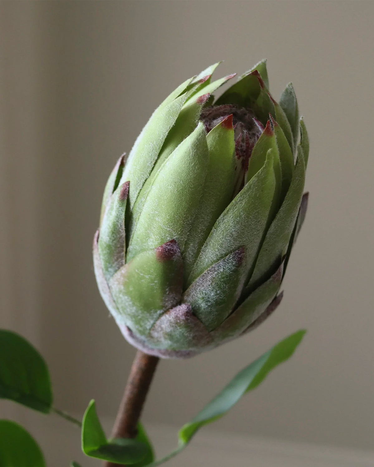 King Protea Flower Green