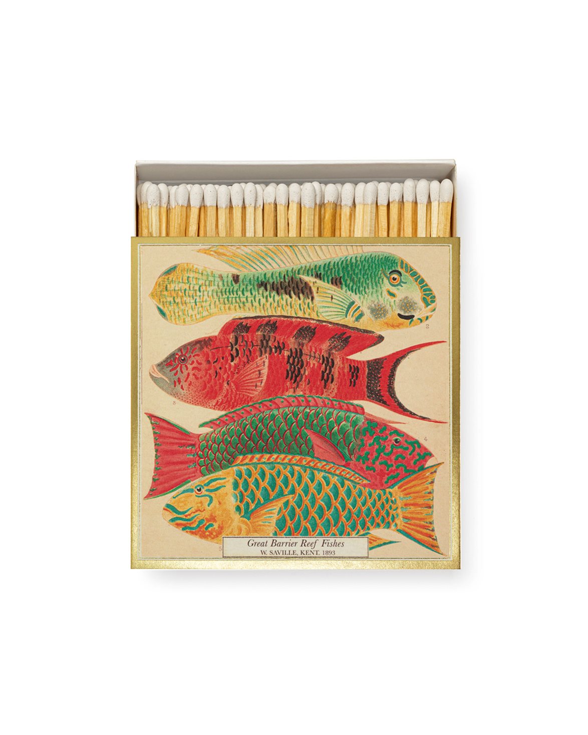 Natural History Museum Fish Match Box