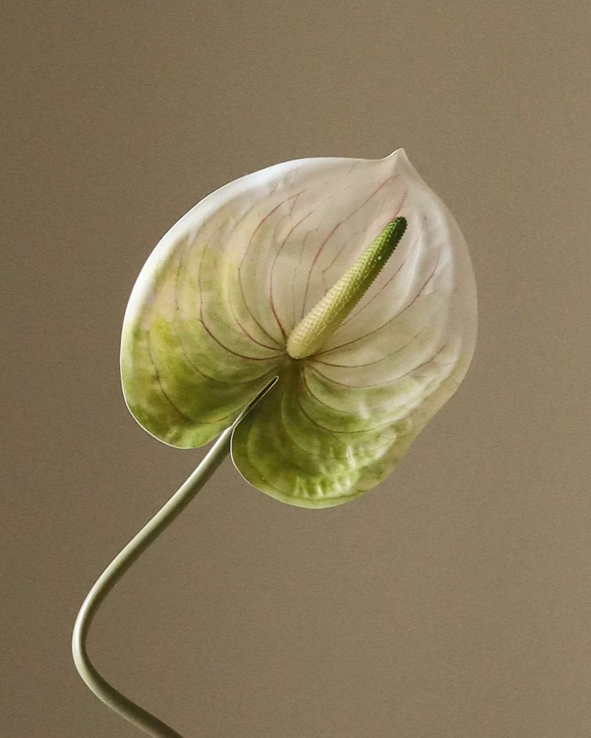 Anthurium Flower Light Green