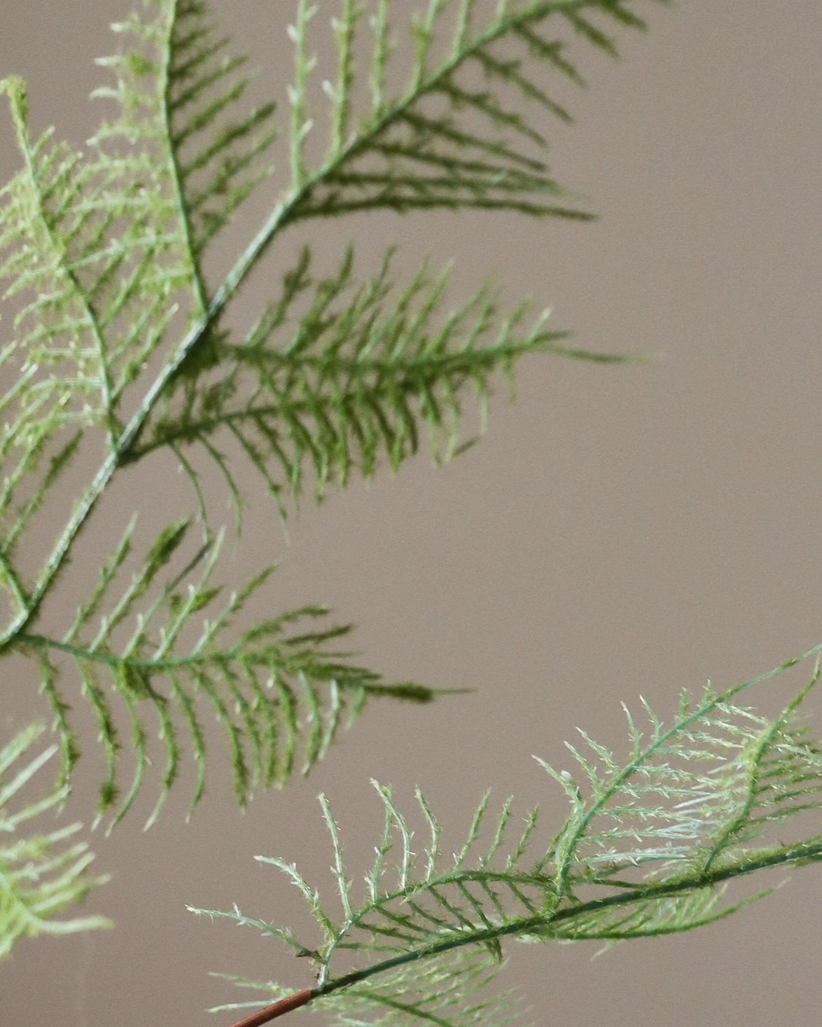 Fern Leaves Green