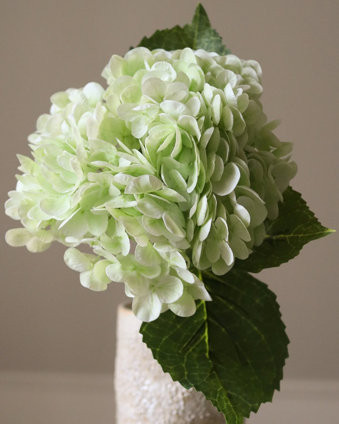 Hydrangea Flower Light Green