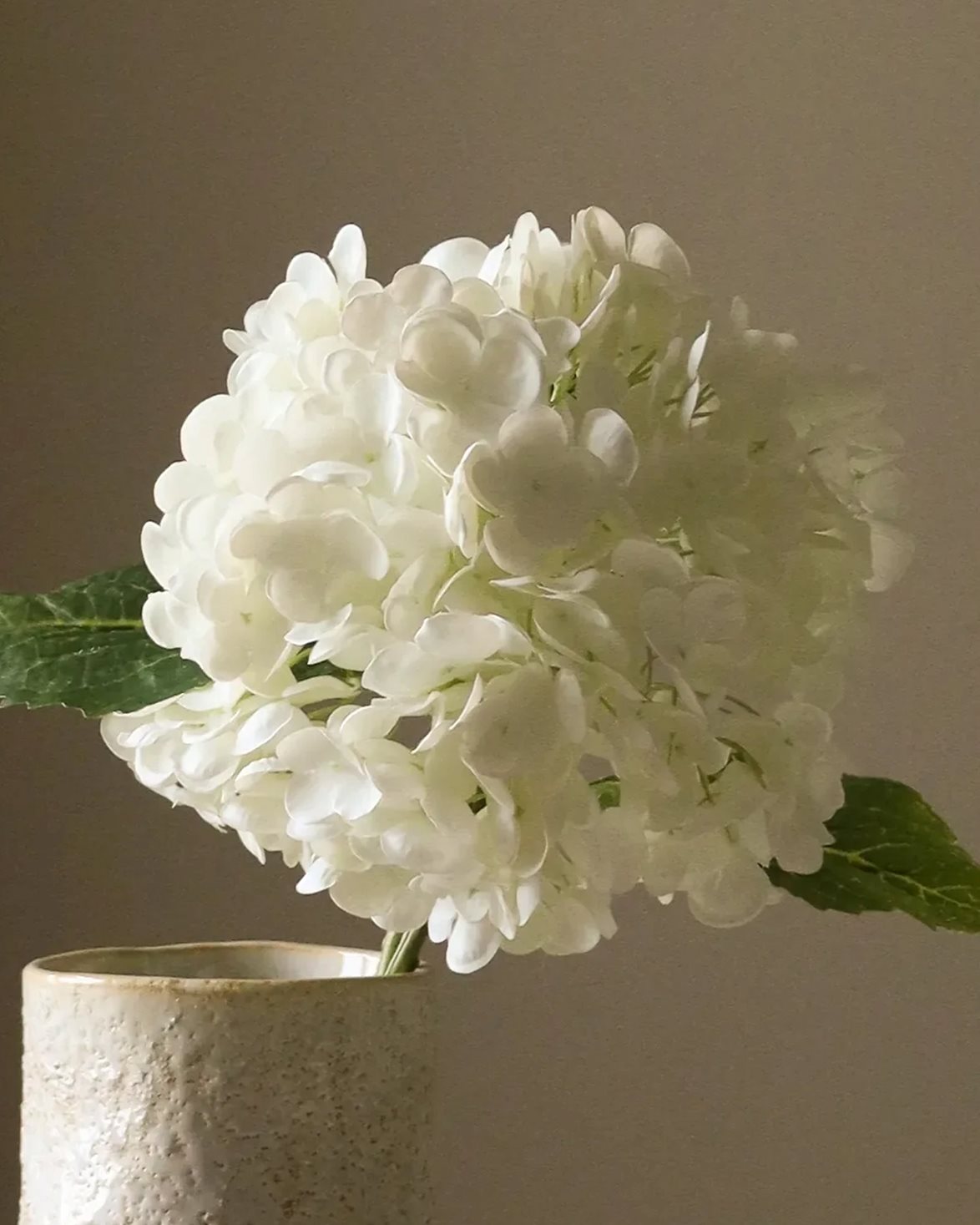 Hydrangea Flower White