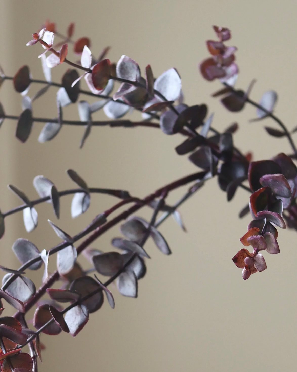Parvifolia "Gunni" Eucalyptus Branch Dark Green