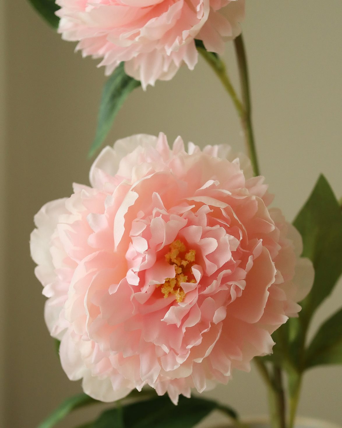 Peony Flower Pink