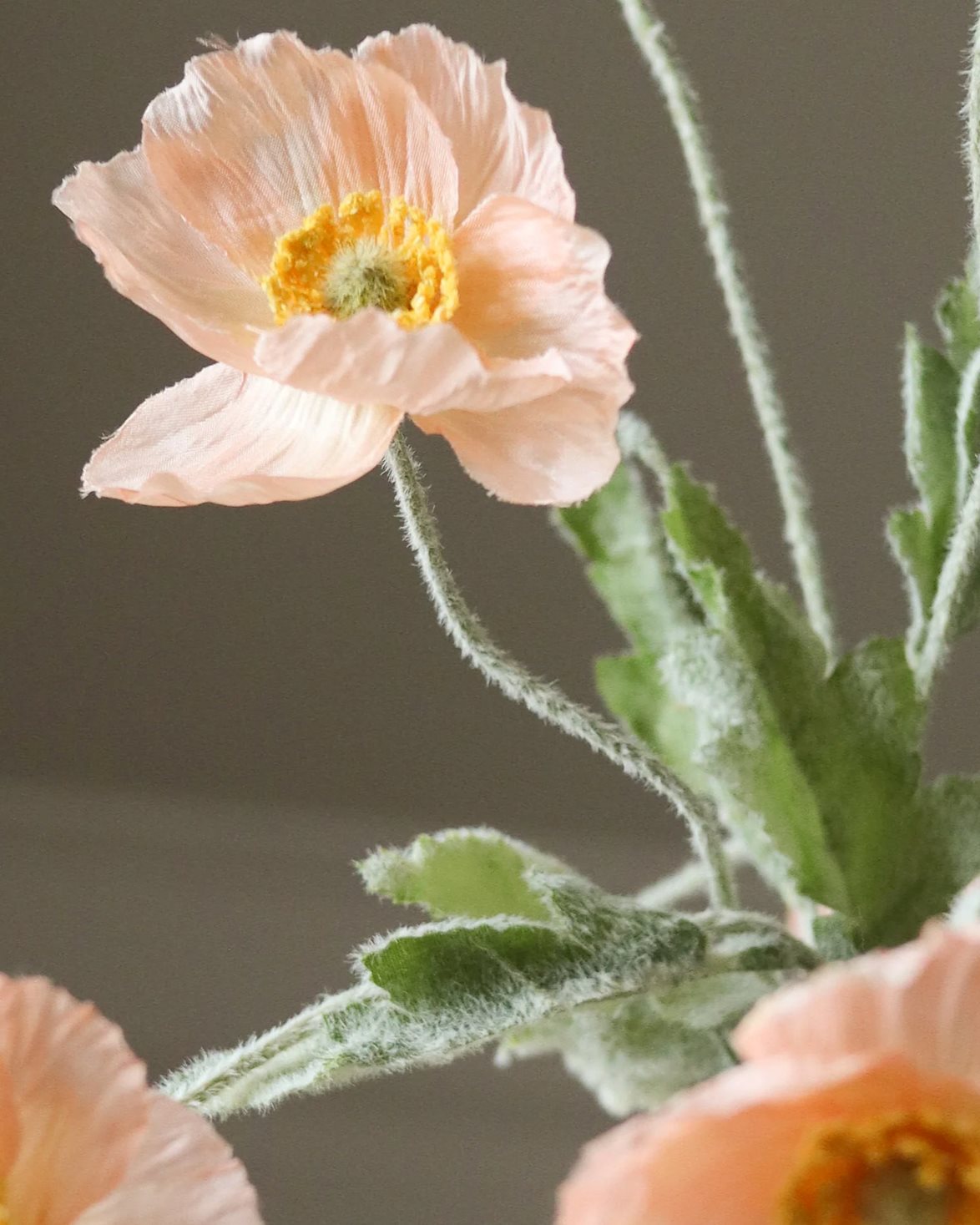 Poppy Flower Coral