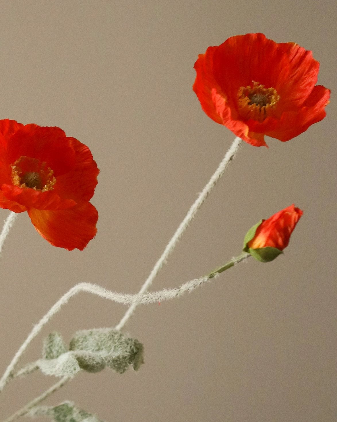 Poppy Flower Dark Orange