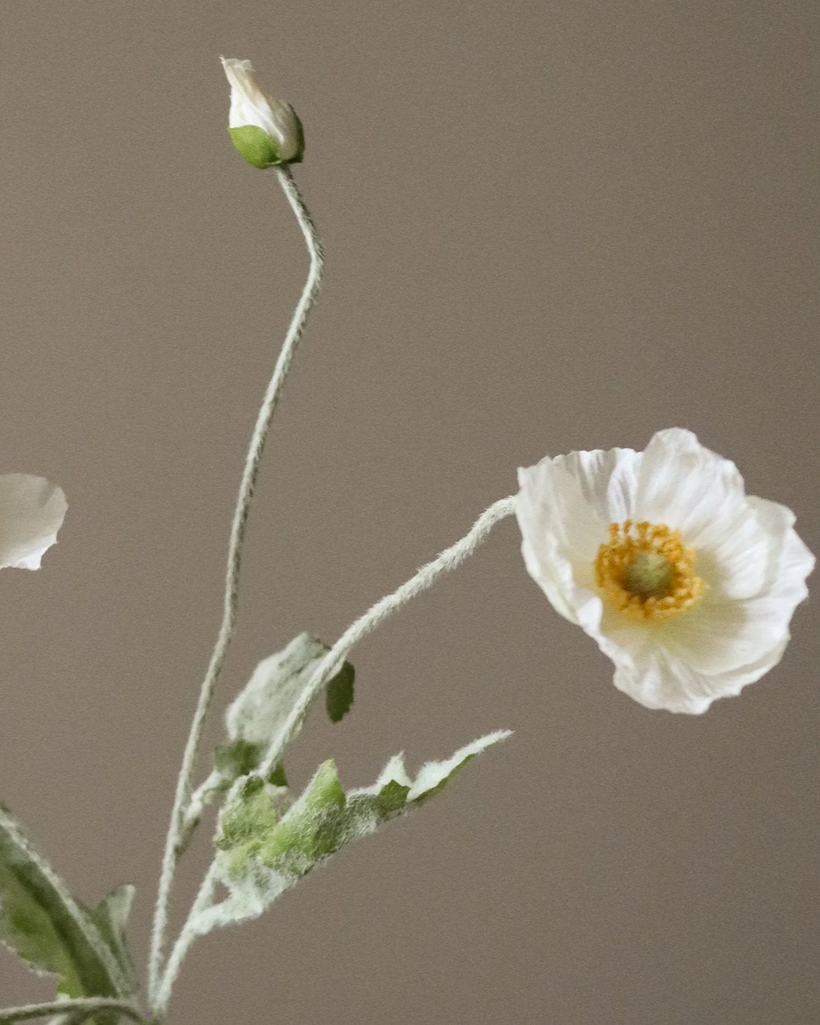 Poppy Flower White