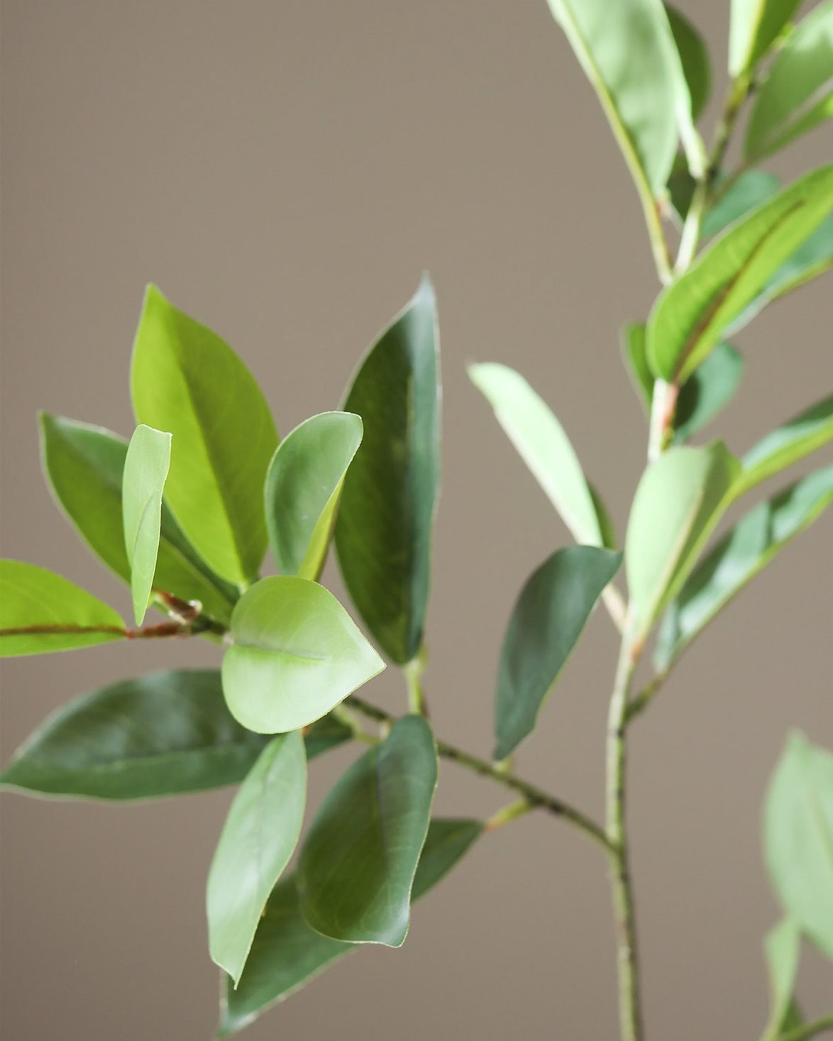 Ruscus Leaves Green