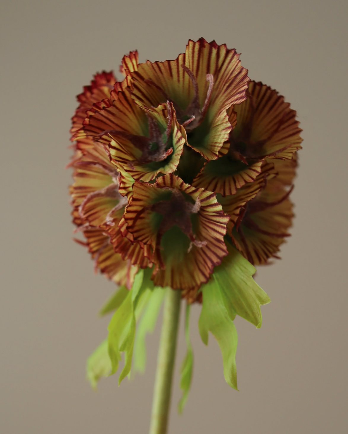 Scabiosa Seed Pod Flower Purple