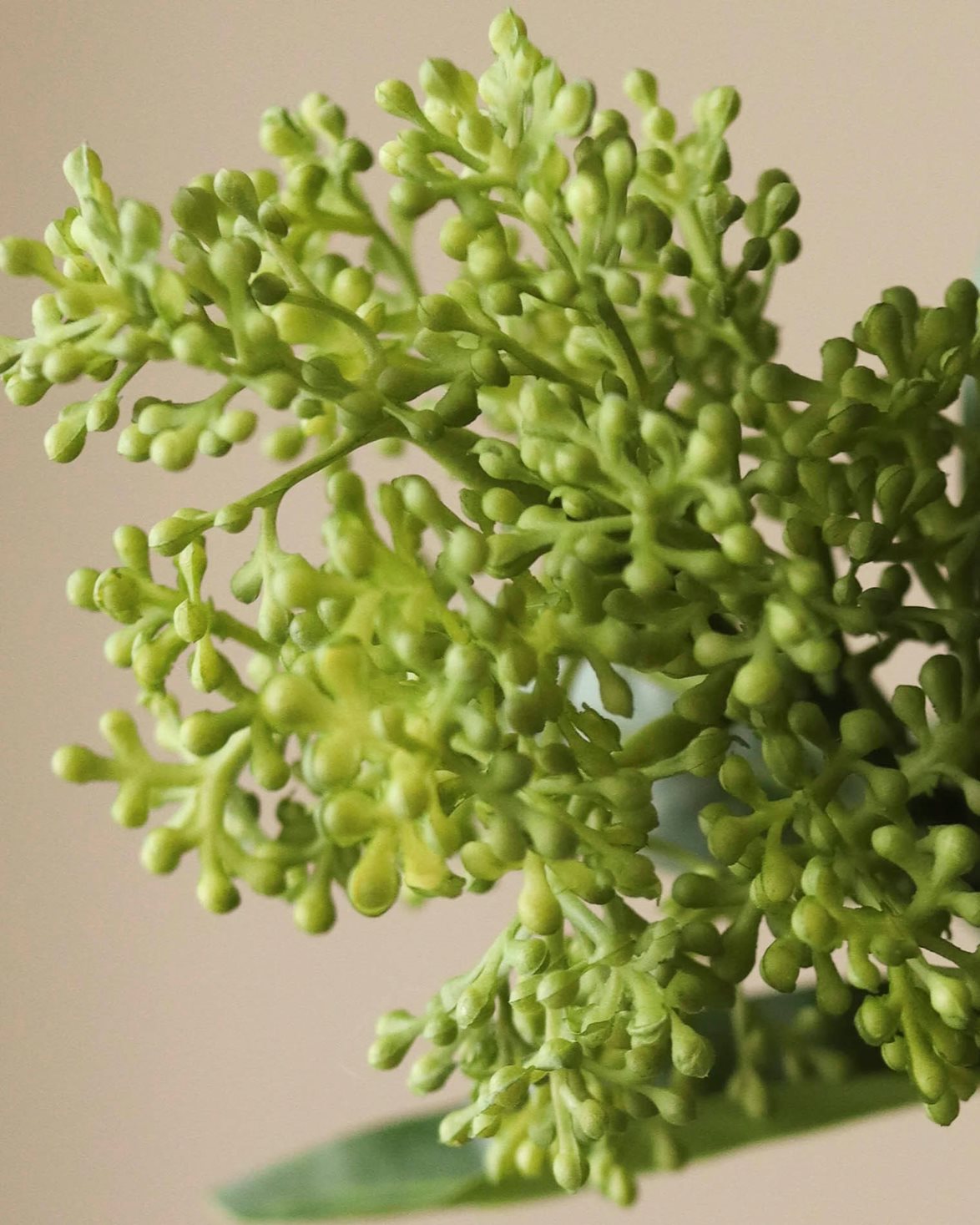 Skimmia Berry Branch Green