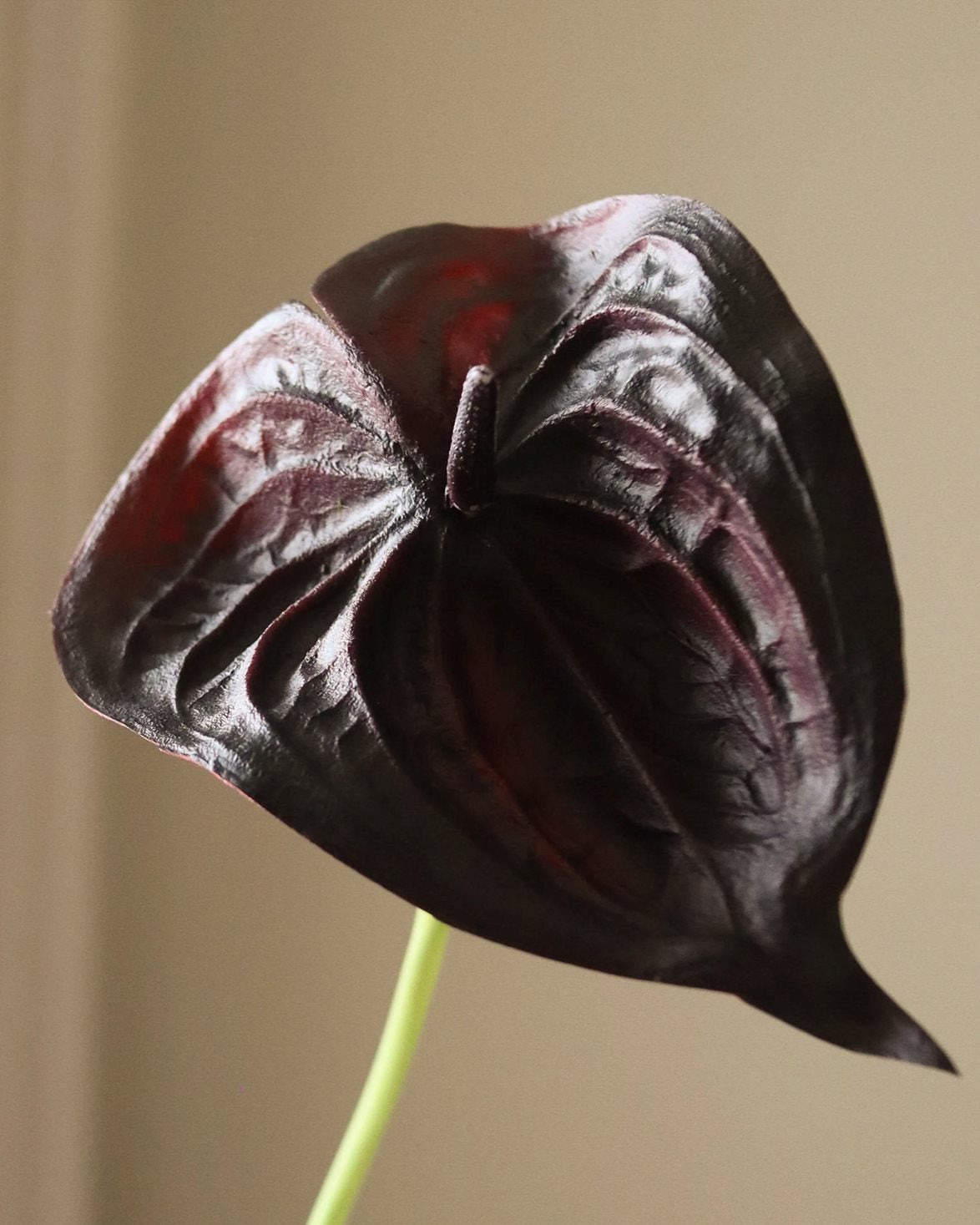 Small Anthurium Flower Black
