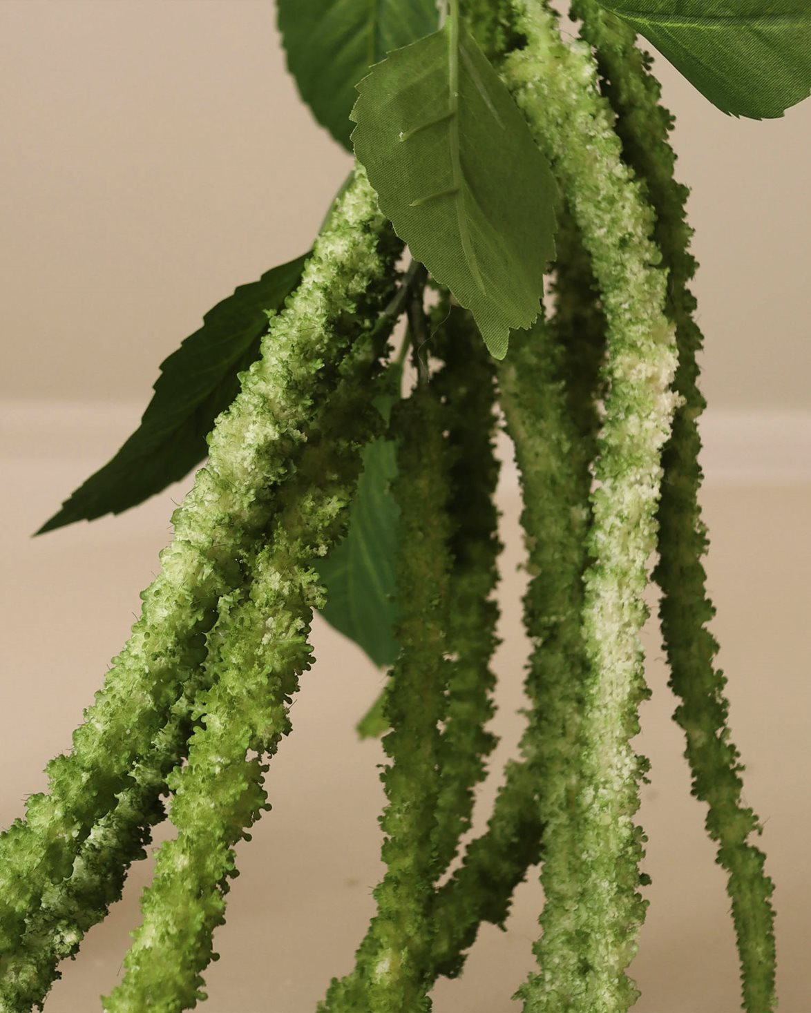 Three Forks Amaranthus Flower Green