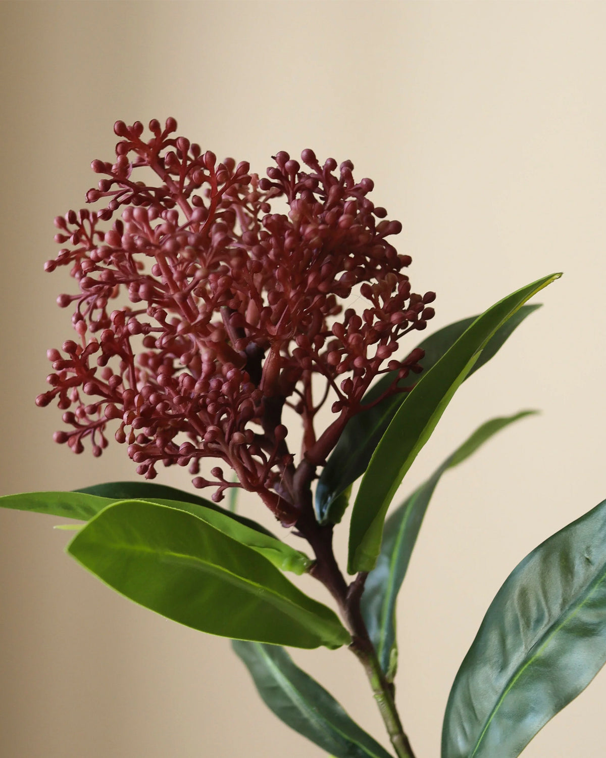 Skimmia Berry Branch Purple