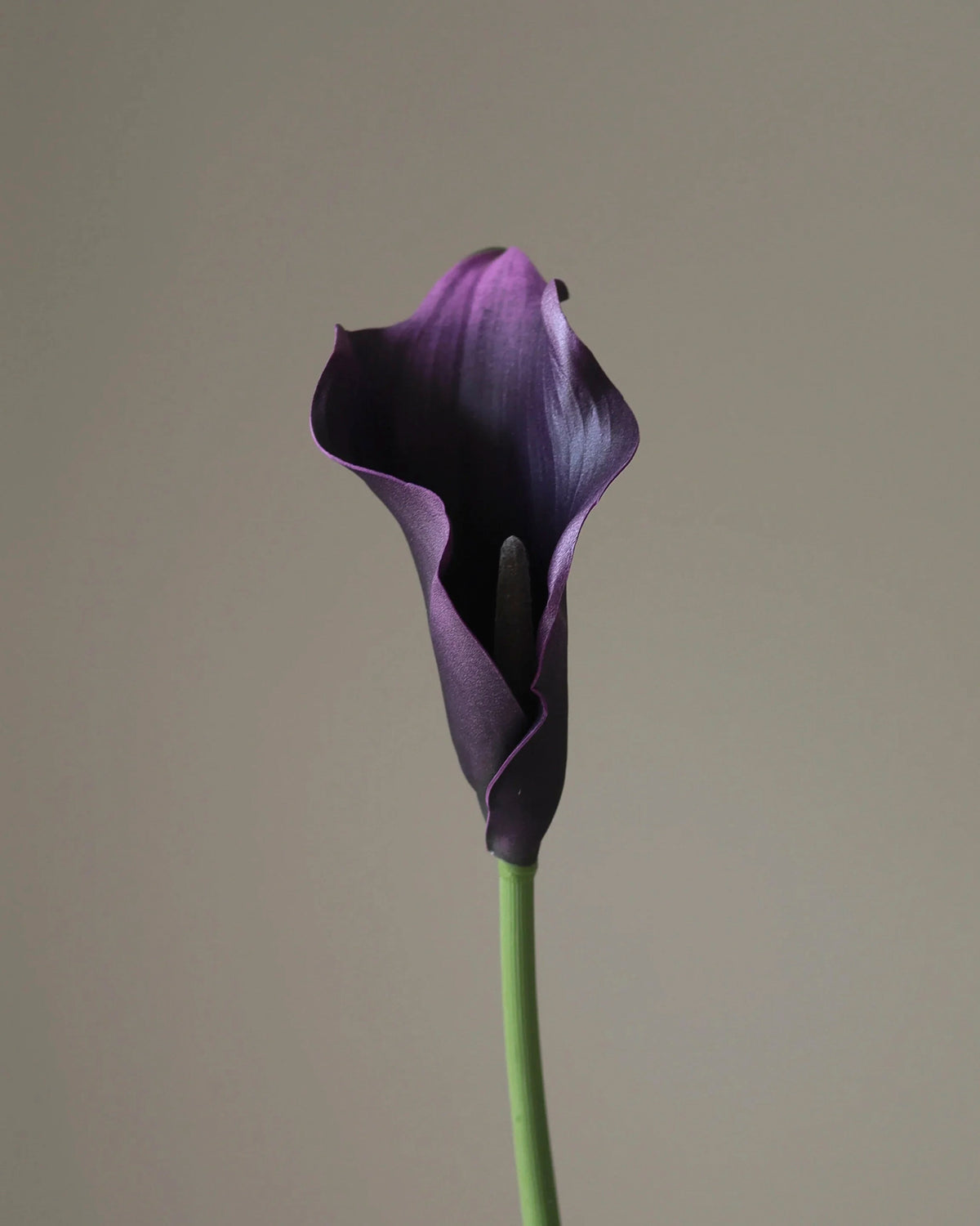 Calla Lily Flower Dark Purple